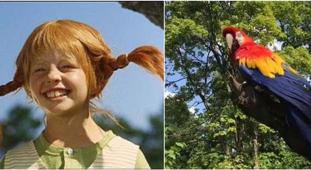 È morto Rosalinda, il pappagallo di Pippi Calzelunghe a 51 anni