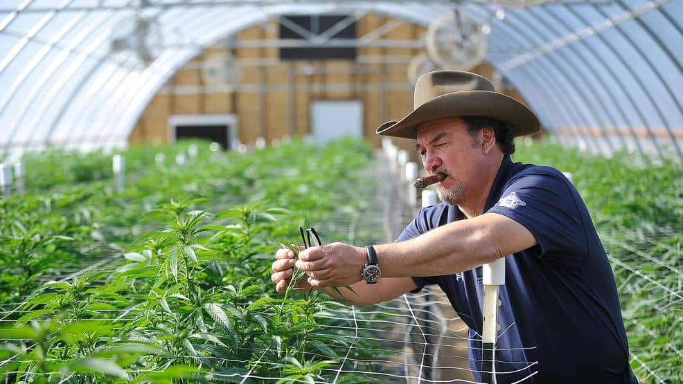 Jim Belushi ha messo su una coltivazione che produce cannabis