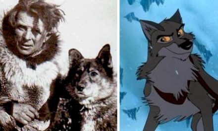 Balto: la vera storia del cane lupo che salvò una città dell’Alaska