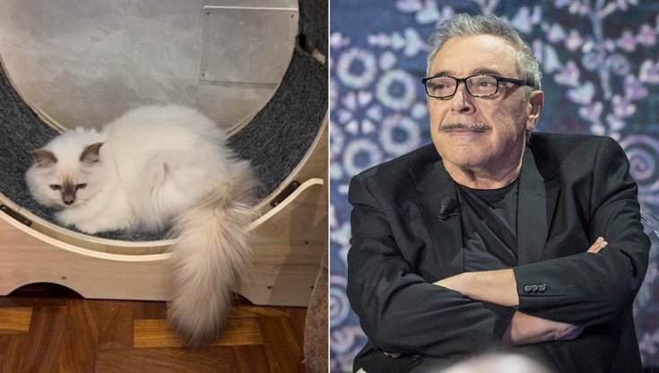 Nino Frassica denunciato per diffamazione dopo la scomparsa del gatto. L’avvocato delle famiglie: “Sono famiglie dell’alta borghesia che la stanno pagando cara”