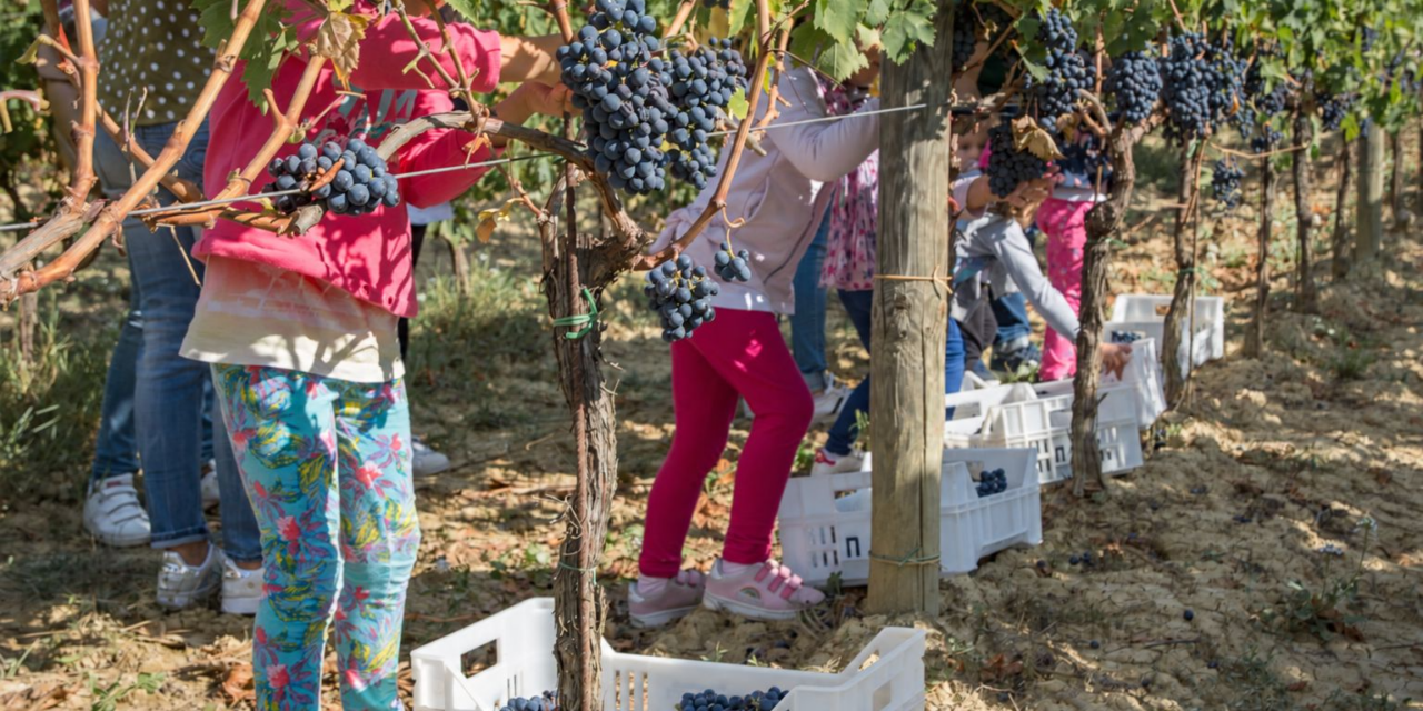 MG Logos – MTV: La festa del raccolto continua a Cantine Aperte in Vendemmi
