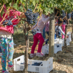 MG Logos – MTV: La festa del raccolto continua a Cantine Aperte in Vendemmi