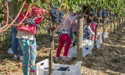 MG Logos – MTV: La festa del raccolto continua a Cantine Aperte in Vendemmi