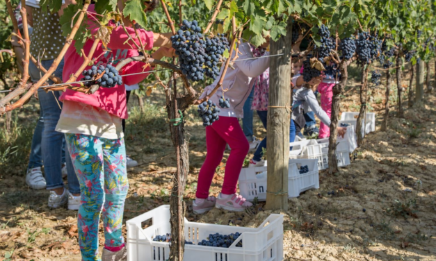 MG Logos – MTV: La festa del raccolto continua a Cantine Aperte in Vendemmi